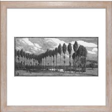 Poplars in France - Unsigned - Ready Framed